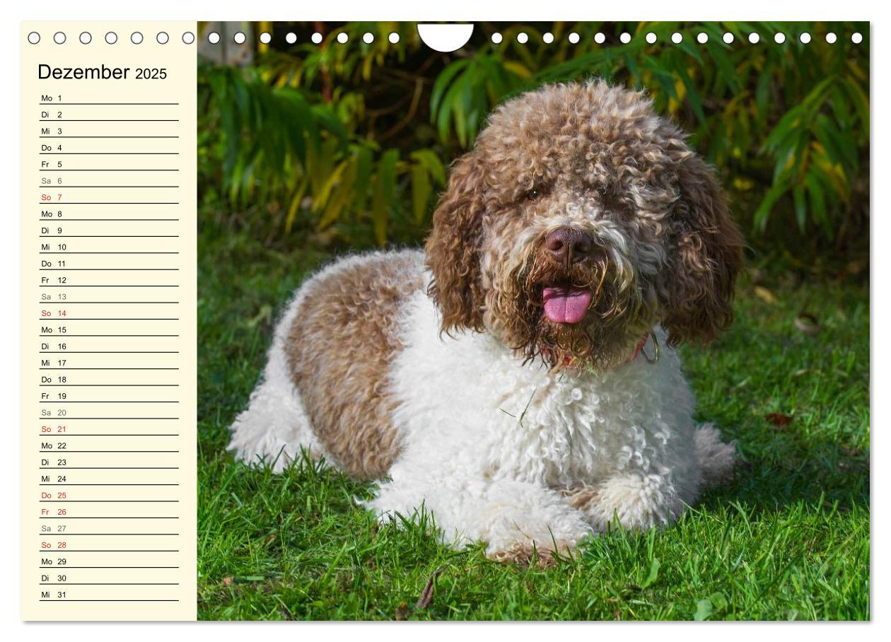 Bild: 9783435545292 | Lagotto Romagnolo - Italienischer Trüffelhund (Wandkalender 2025...