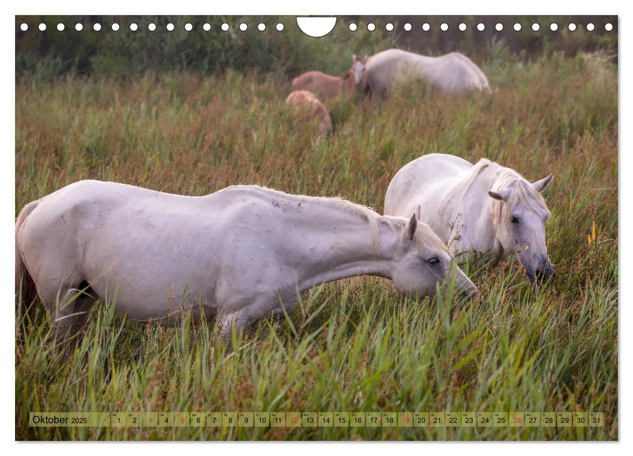 Bild: 9783435407613 | Camargue - Der wilde Süden Frankreichs (Wandkalender 2025 DIN A4...