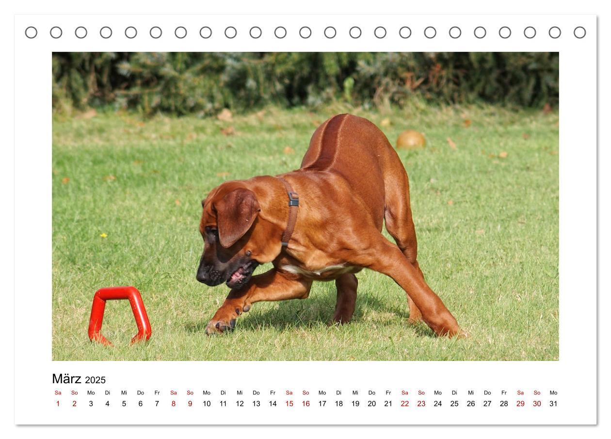 Bild: 9783383983535 | Rhodesian Ridgeback - Charmanter Dickkopf aus Afrika (Tischkalender...