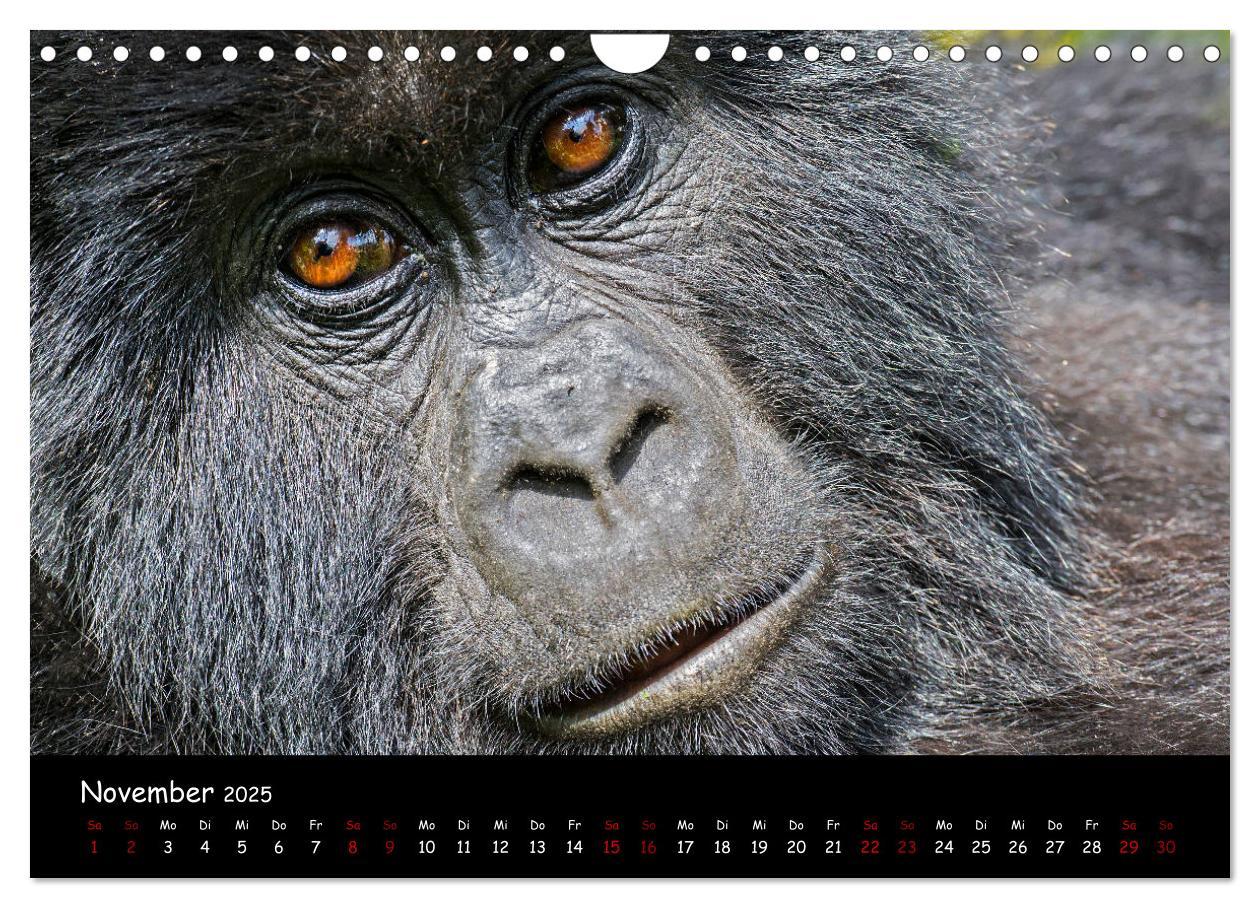 Bild: 9783435119516 | Berggorillas: die bedrohten Riesen (Wandkalender 2025 DIN A4 quer),...