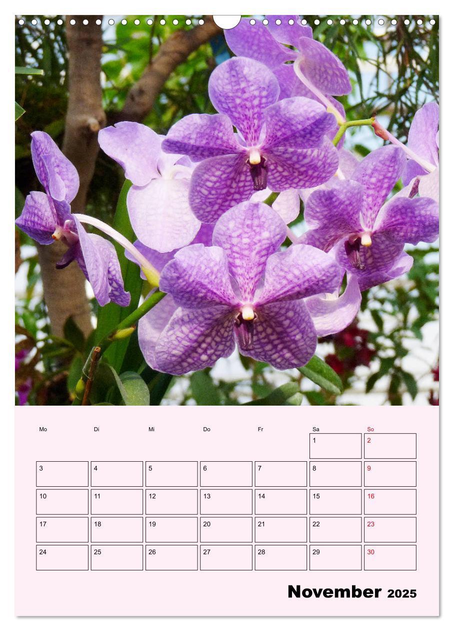 Bild: 9783435970902 | Orchideenliebe (Wandkalender 2025 DIN A3 hoch), CALVENDO...