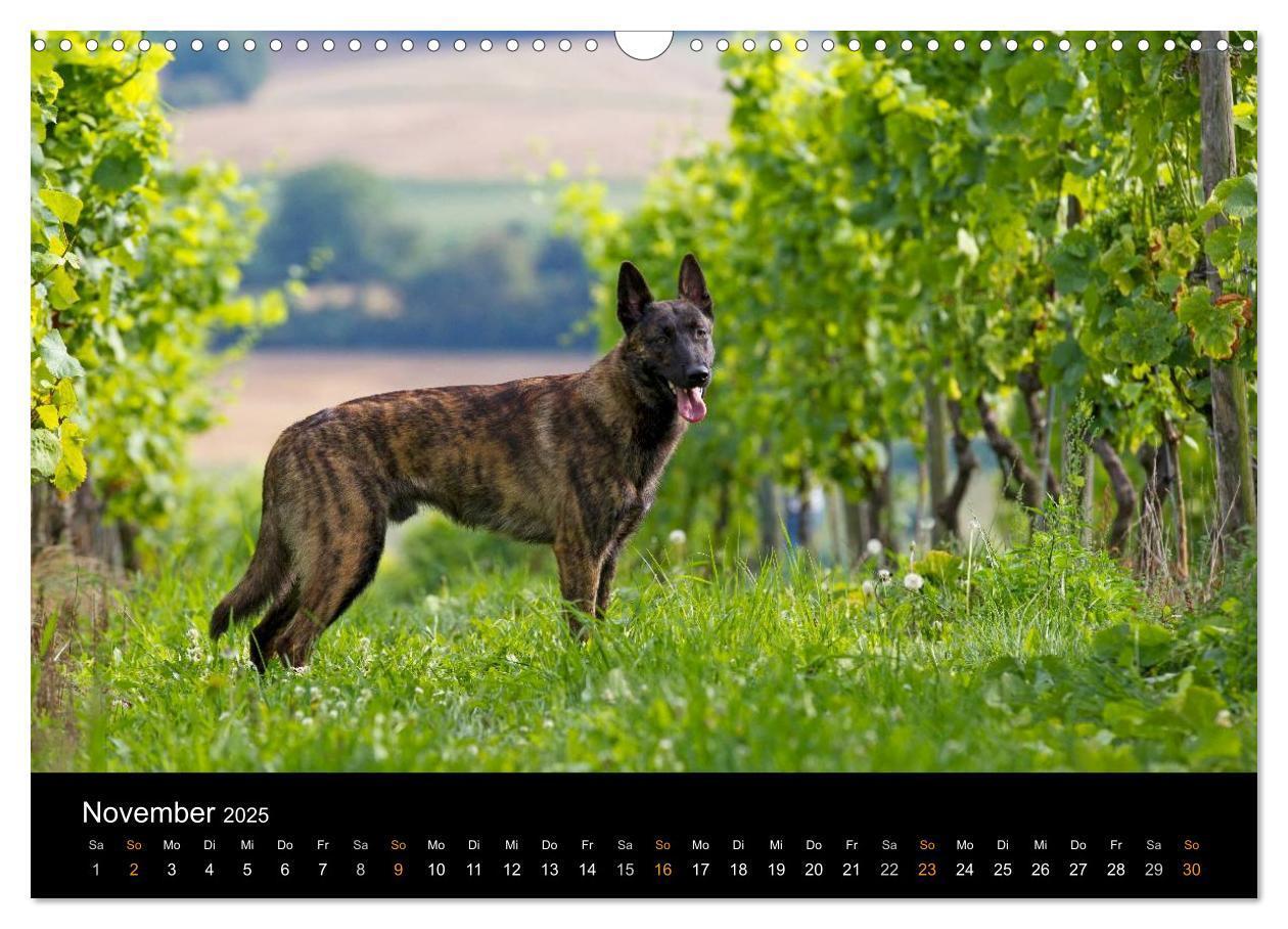 Bild: 9783435687244 | Holländischer Schäferhund (Wandkalender 2025 DIN A3 quer), CALVENDO...