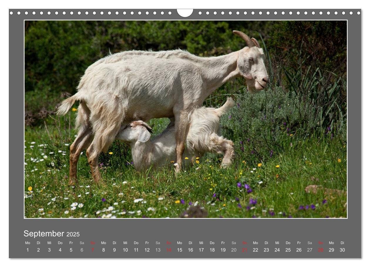 Bild: 9783435562893 | Tierbabys 2025 (Wandkalender 2025 DIN A3 quer), CALVENDO...