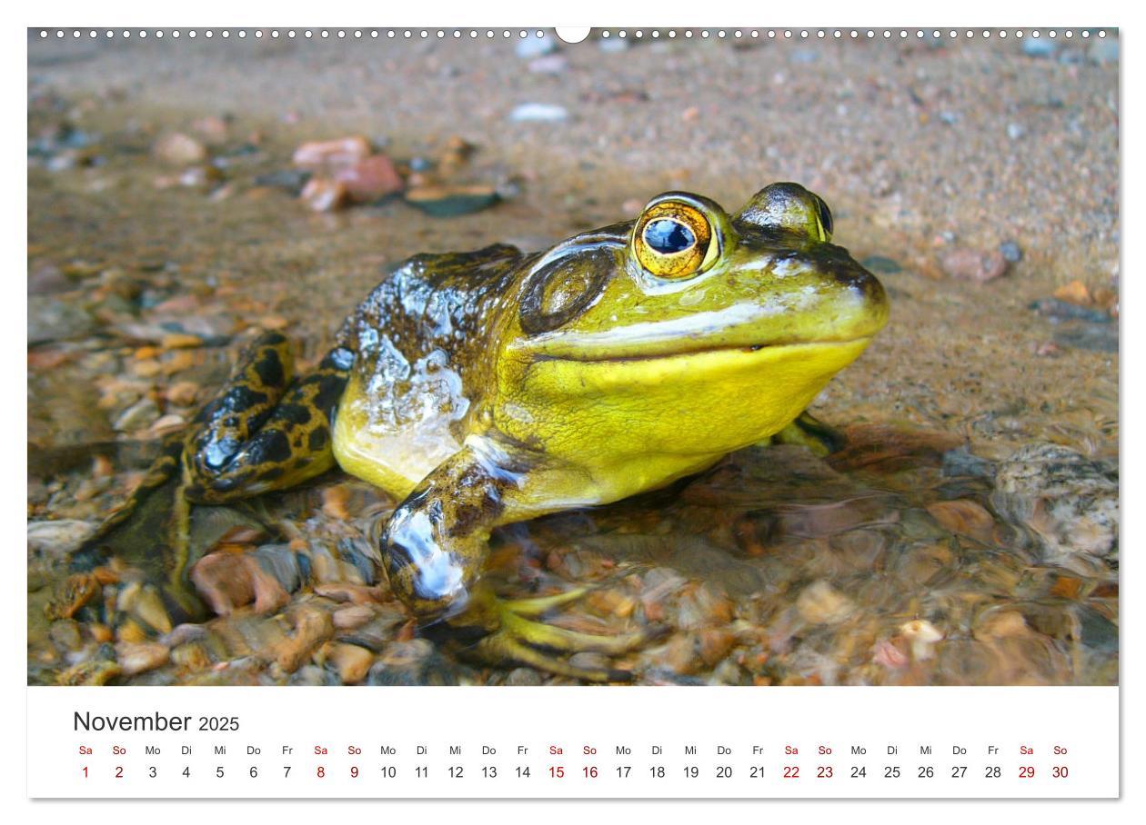 Bild: 9783435000937 | Frösche - Die wunderschöne Welt der bunten Hüpfer. (Wandkalender...