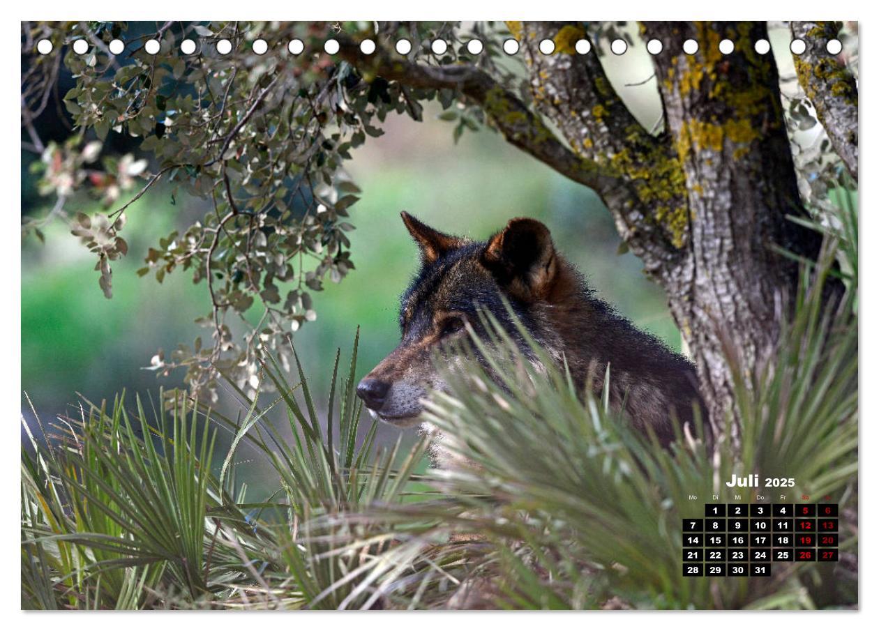 Bild: 9783435195121 | Willkommen Wolf (Tischkalender 2025 DIN A5 quer), CALVENDO...