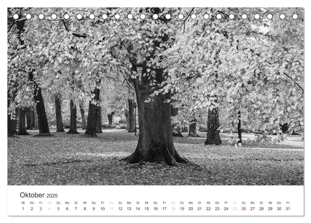 Bild: 9783435659463 | Bäume - Naturschönheiten in schwarz-weiß (Tischkalender 2025 DIN A5...