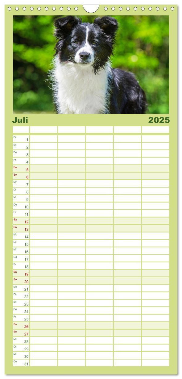 Bild: 9783457194676 | Familienplaner 2025 - Border Collie - Das Universalgenie unter den...