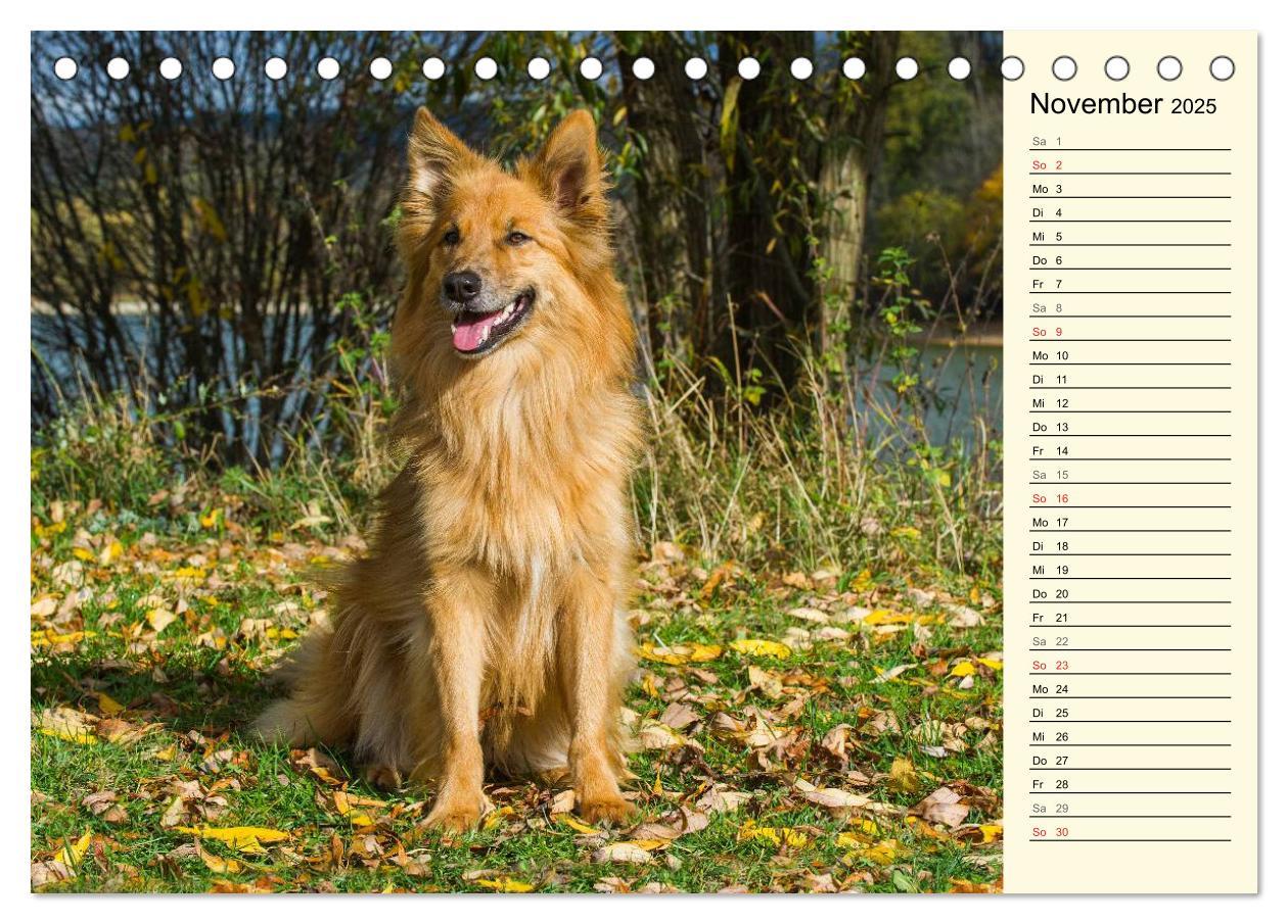 Bild: 9783435540587 | Altdeutsche Hütehunde - Fast vergessen (Tischkalender 2025 DIN A5...