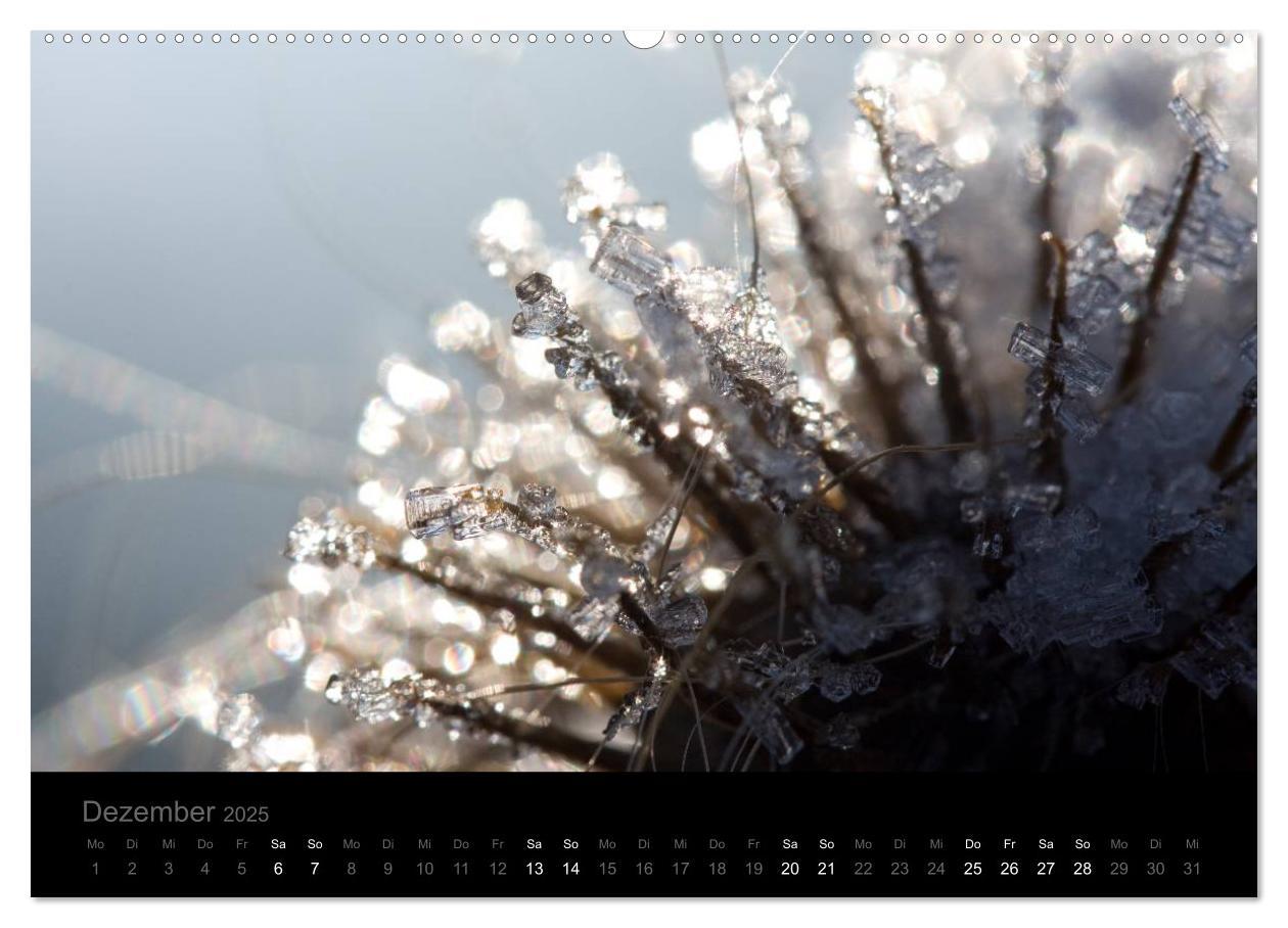 Bild: 9783435802128 | Natur im Detail (Wandkalender 2025 DIN A2 quer), CALVENDO...