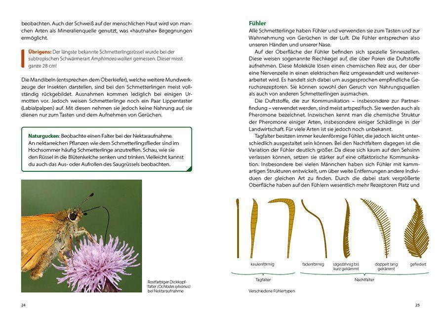 Bild: 9783258083582 | Schmetterlingswissen | Biologie, Lebensräume, Beobachtung | Possienke