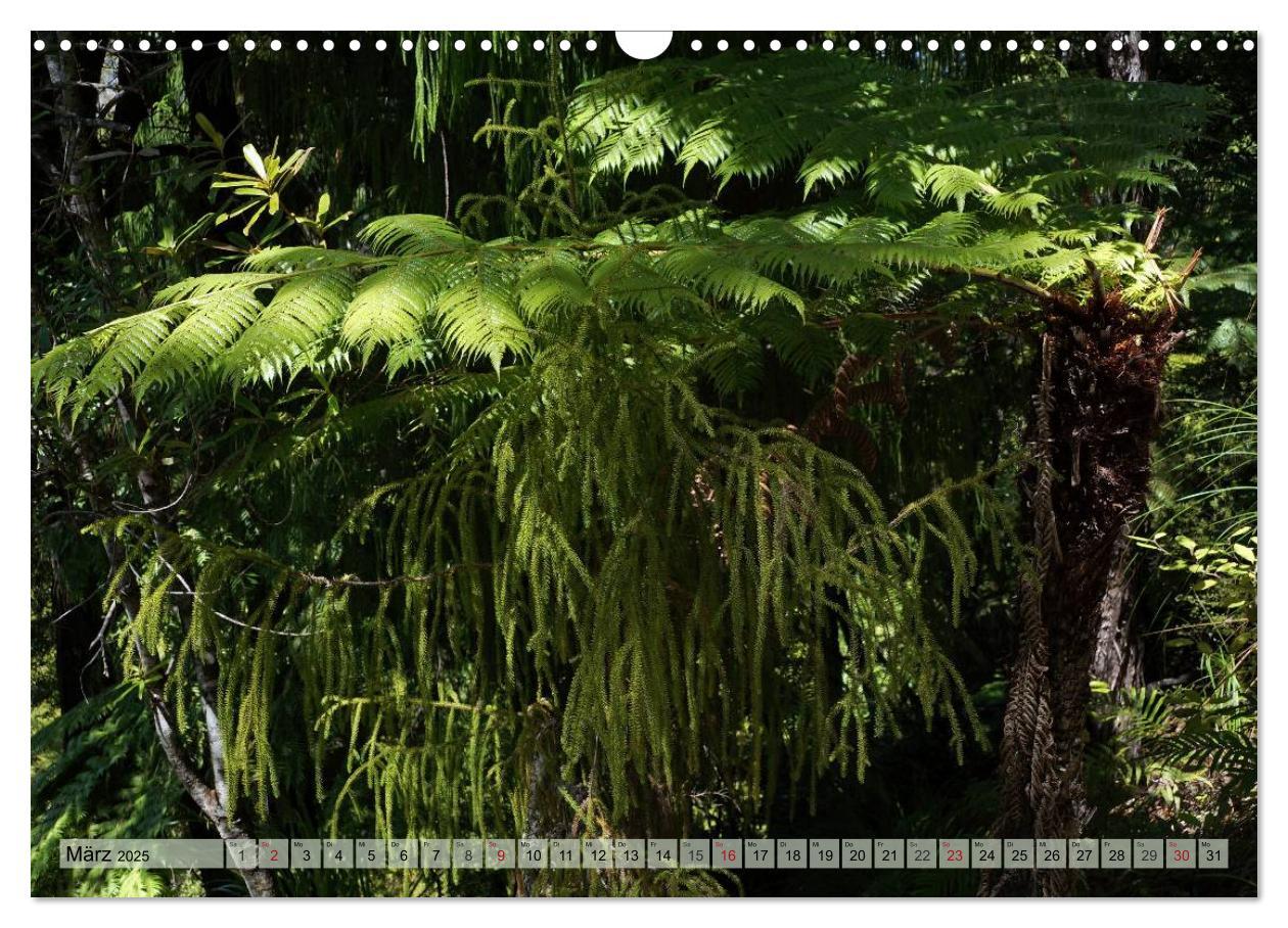 Bild: 9783435622603 | Primärwald - Neuseeland (Wandkalender 2025 DIN A3 quer), CALVENDO...