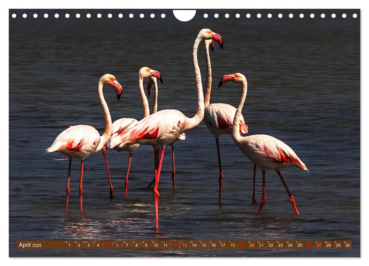 Bild: 9783383845499 | Die Vogelwelt der Camargue (Wandkalender 2025 DIN A4 quer),...