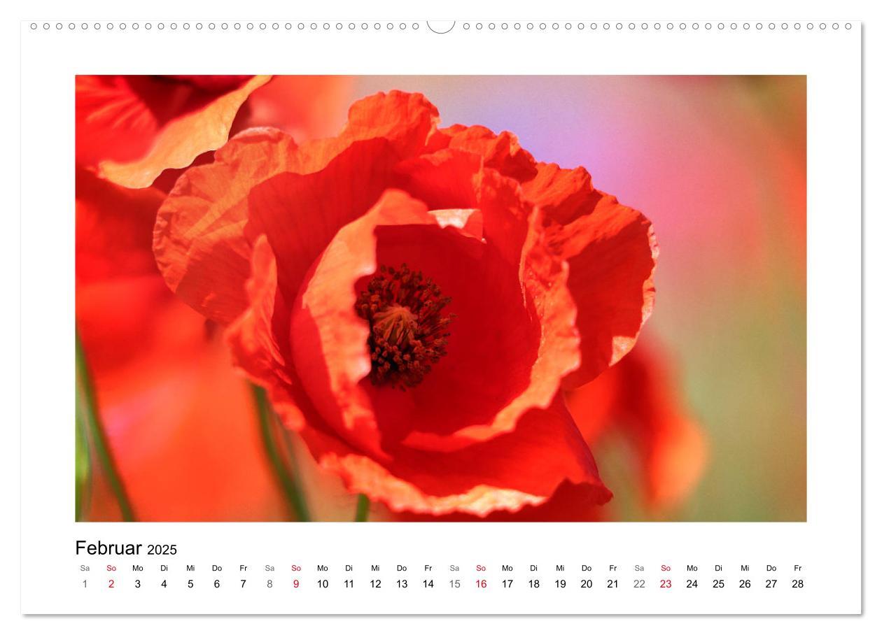 Bild: 9783435135431 | Mohn, zarte Blüten, starke Farben (Wandkalender 2025 DIN A2 quer),...