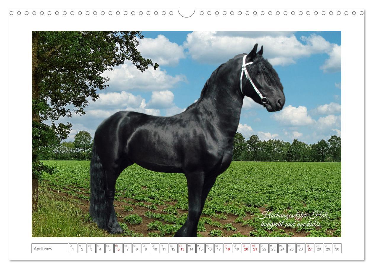 Bild: 9783383909085 | Friesen - elegant und kraftvoll (Wandkalender 2025 DIN A3 quer),...