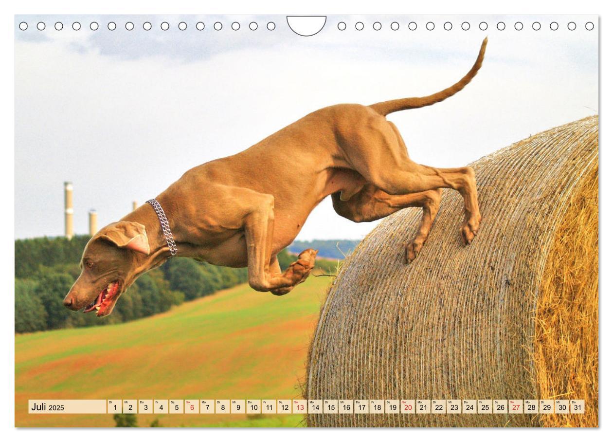 Bild: 9783435050611 | Weimaraner. Edel, elegant und klug (Wandkalender 2025 DIN A4 quer),...