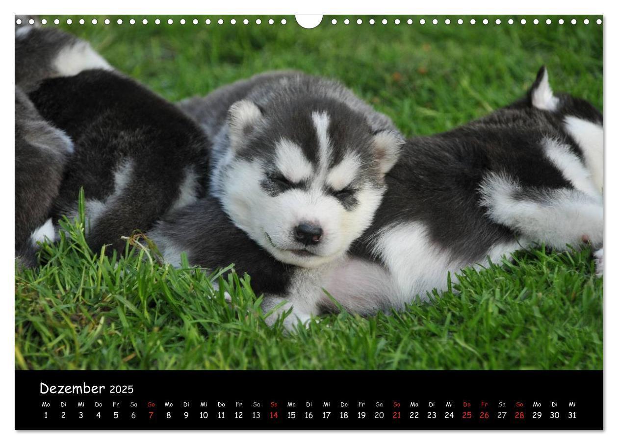 Bild: 9783435738939 | Huskys - Traumhunde (Wandkalender 2025 DIN A3 quer), CALVENDO...