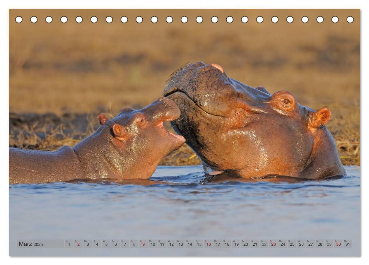 Bild: 9783435762026 | Flusspferde Magie des Augenblicks - Hippos in Afrika (Tischkalender...