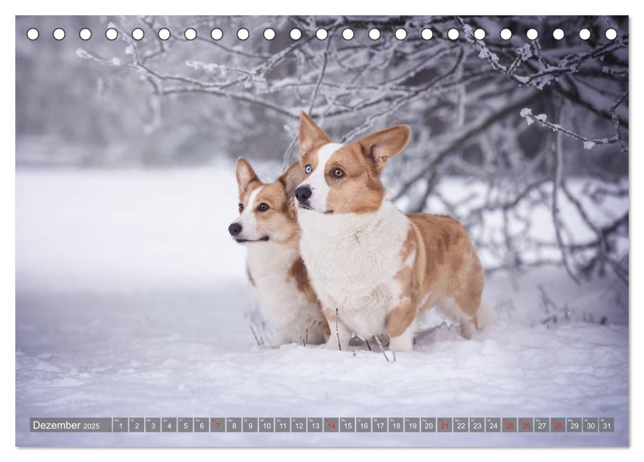 Bild: 9783435117925 | Welsh Corgi - Der Kobold unter den Hunden (Tischkalender 2025 DIN...