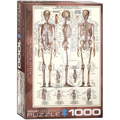 Cover: 628136639705 | The Skeletal System | Spiel | Englisch | 2022 | Eurographics