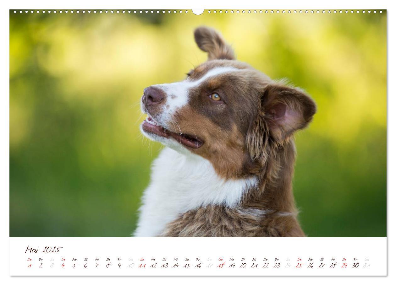 Bild: 9783435803804 | Wunderbare Australian Shepherds (hochwertiger Premium Wandkalender...