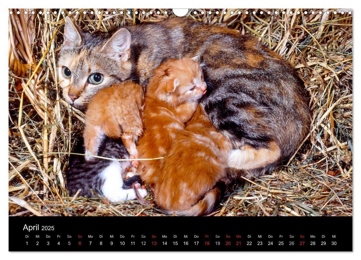 Bild: 9783435821259 | Katzen (Wandkalender 2025 DIN A3 quer), CALVENDO Monatskalender | 2025