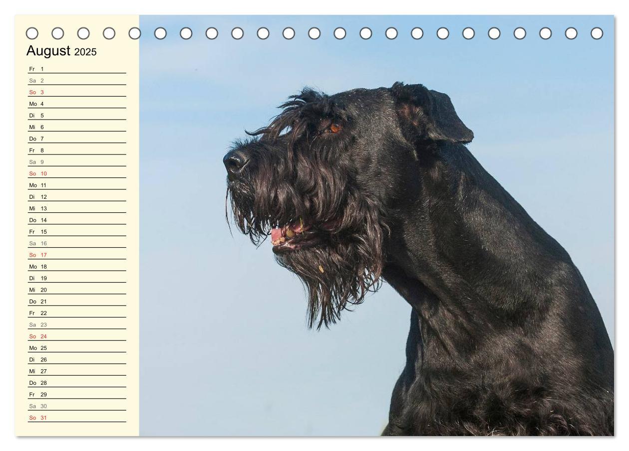 Bild: 9783435544110 | Treuer Freund Riesenschnauzer (Tischkalender 2025 DIN A5 quer),...