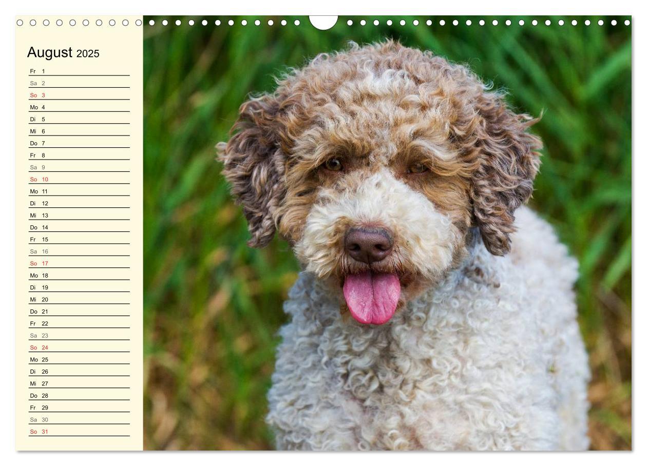 Bild: 9783435544912 | Lagotto Romagnolo - Italienischer Trüffelhund (Wandkalender 2025...