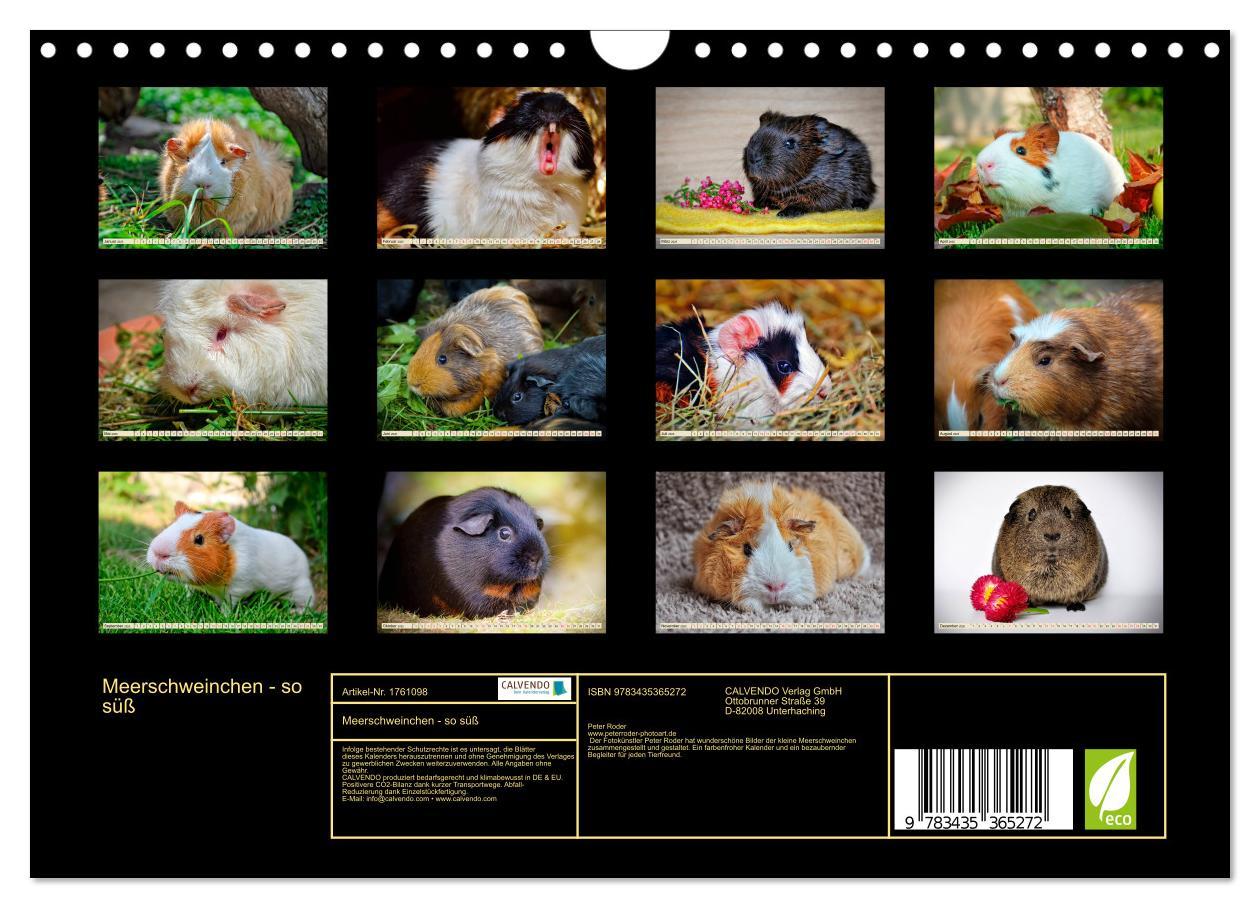 Bild: 9783435365272 | Meerschweinchen - so süß (Wandkalender 2025 DIN A4 quer), CALVENDO...