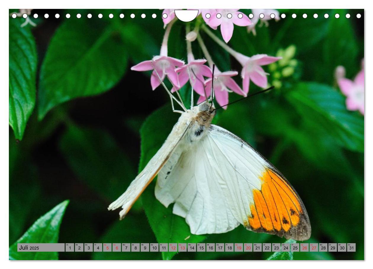 Bild: 9783435812813 | Butterfly's - Schmetterlinge für Zuhause (Wandkalender 2025 DIN A4...