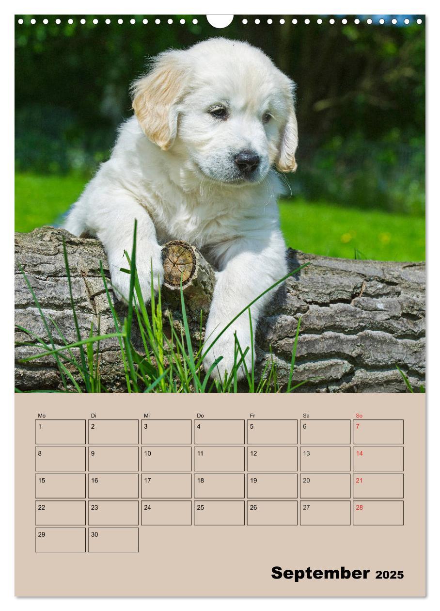 Bild: 9783435959266 | Jahresplaner Golden Retriever Welpen (Wandkalender 2025 DIN A3...