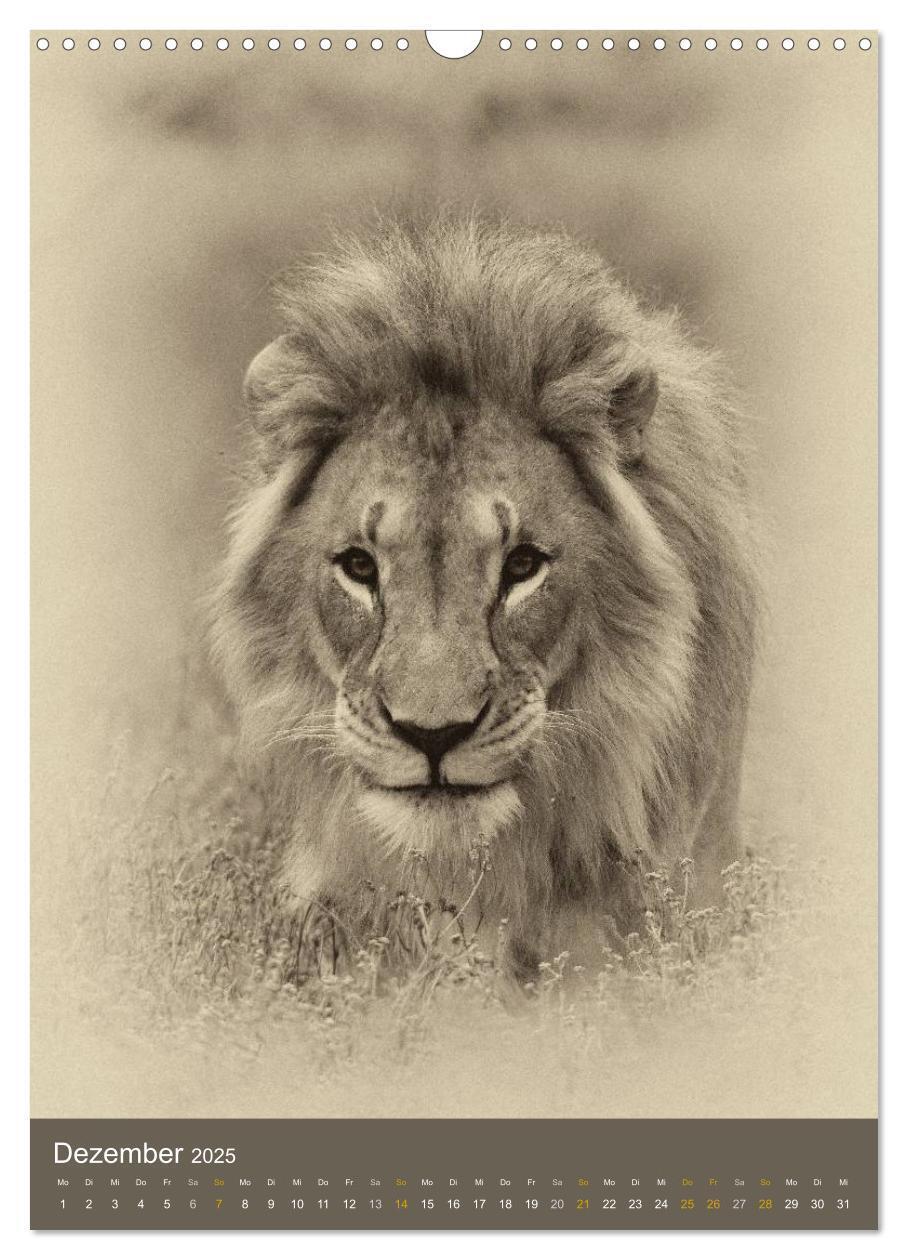 Bild: 9783457013328 | Afrikas Tierwelt - Sepia-Art (Wandkalender 2025 DIN A3 hoch),...