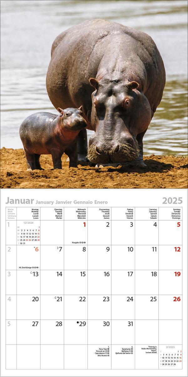 Bild: 9783731875598 | Tierkinder 2025 | Verlag Korsch | Kalender | 13 S. | Deutsch | 2025