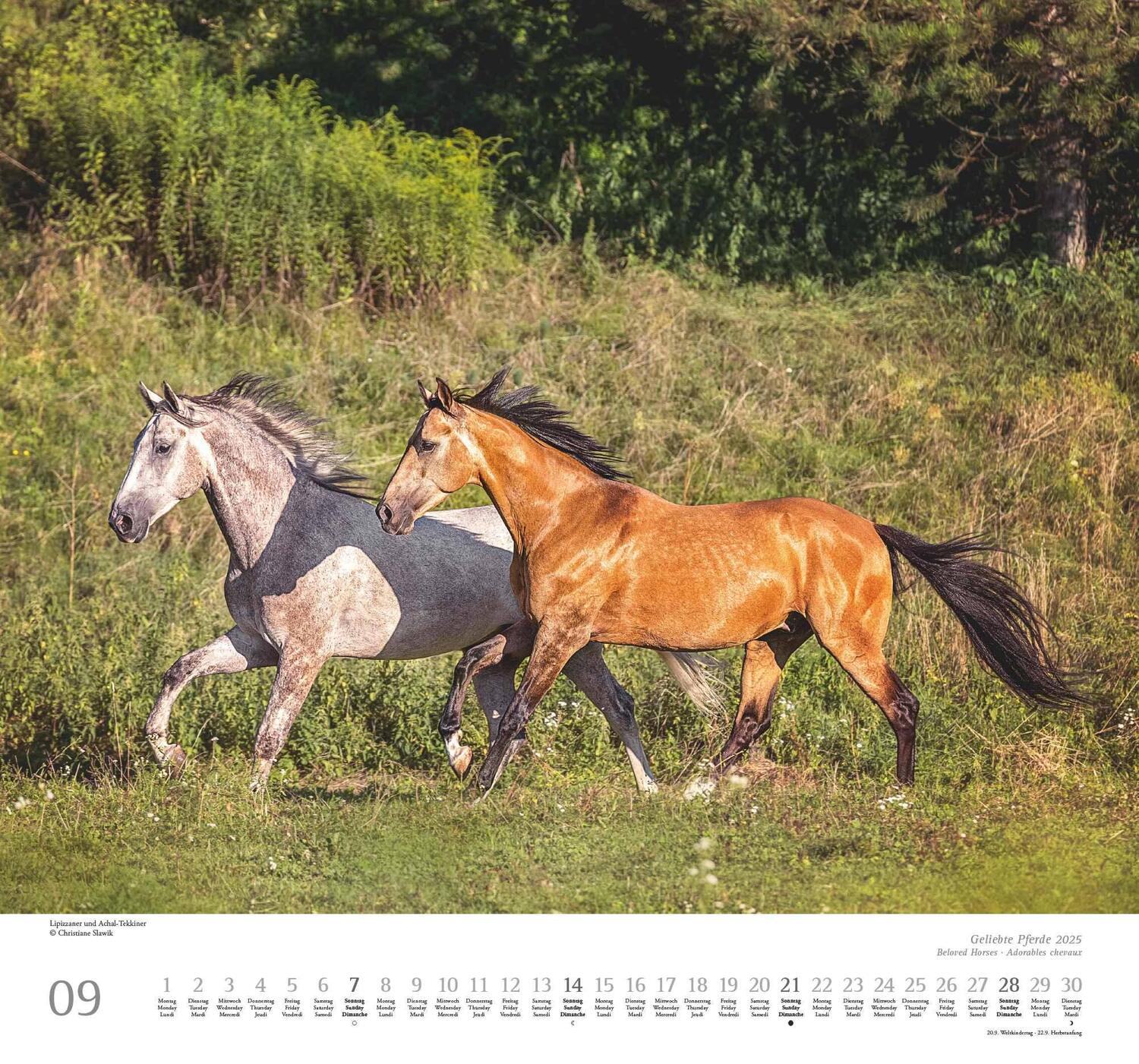 Bild: 4250809653891 | Geliebte Pferde 2025 - DUMONT-Wandkalender - Pferdefotografie von...