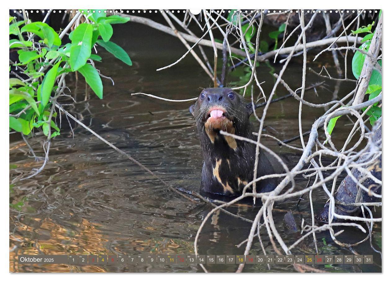 Bild: 9783435262595 | Riesenotter - Flusswölfe im Pantanal (Wandkalender 2025 DIN A2...