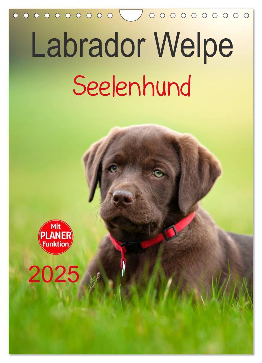 Cover: 9783457010310 | Labrador Welpe - Seelenhund (Wandkalender 2025 DIN A4 hoch),...