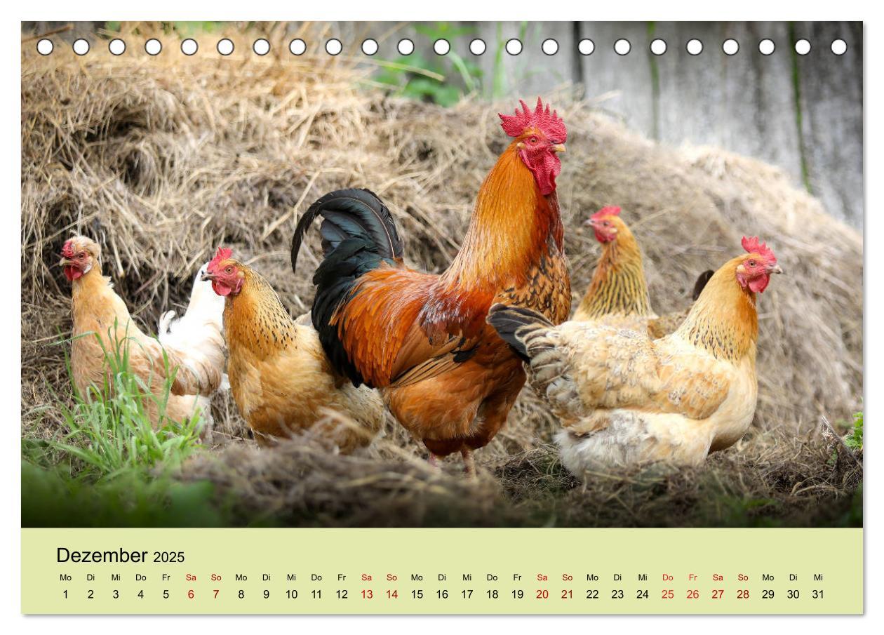 Bild: 9783435335893 | Vom Ei zum Huhn. Die Entwicklung von Küken (Tischkalender 2025 DIN...