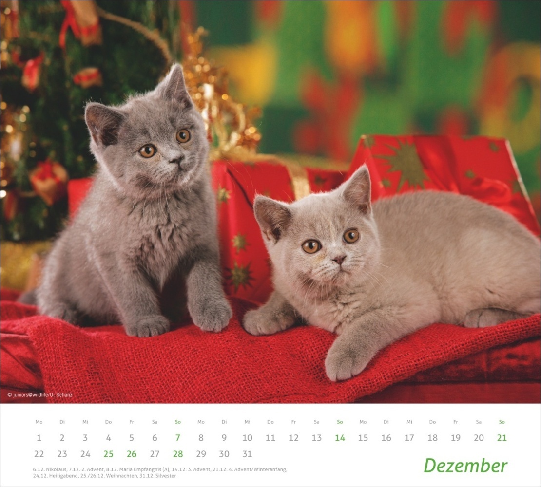 Bild: 9783756406852 | Katzen Bildkalender 2025 | Kalender | Spiralbindung | 14 S. | Deutsch