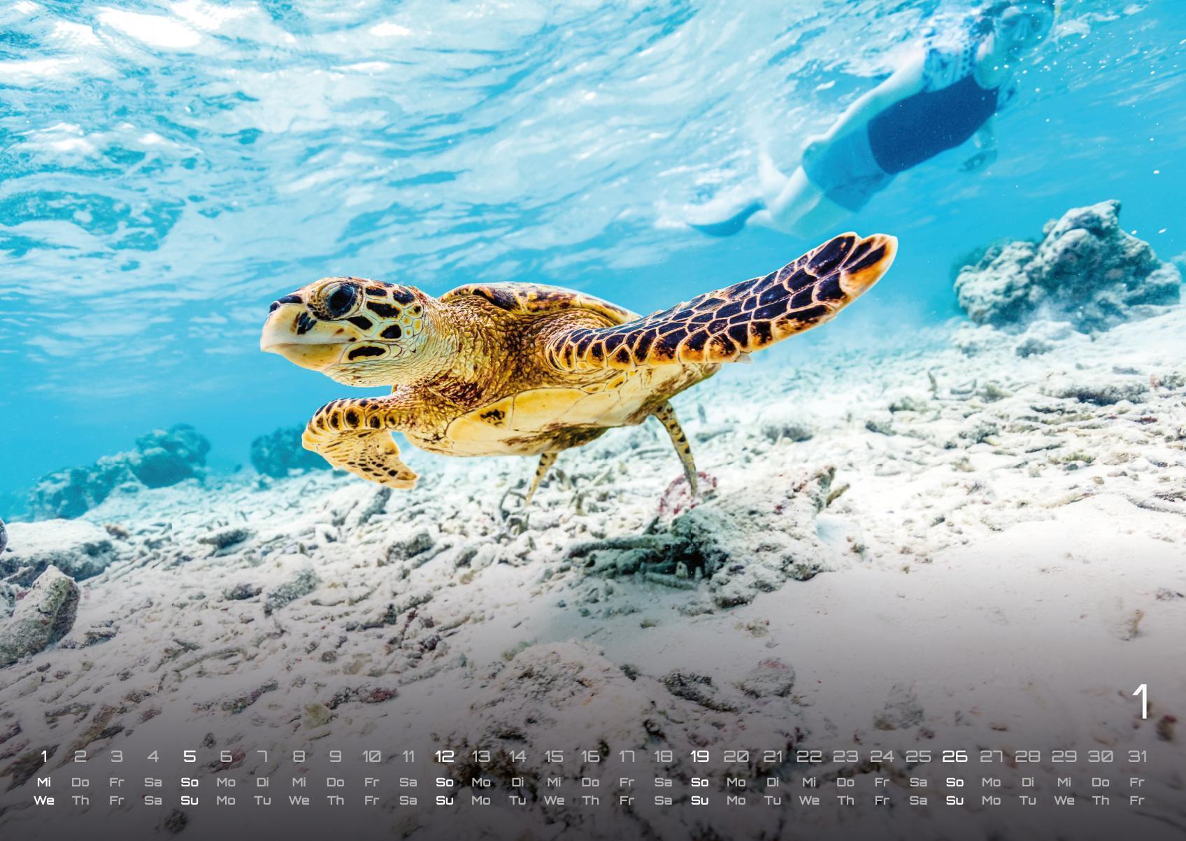 Bild: 9783986734299 | Sealife - verborgene Tiefen - 2025 - Kalender DIN A2 | GP-Fever. de