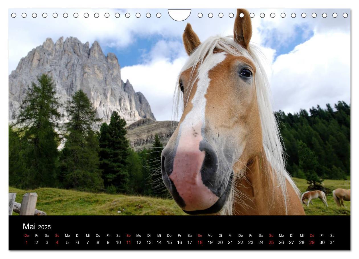 Bild: 9783435565139 | Wunderschöne Haflingerwelt (Wandkalender 2025 DIN A4 quer),...