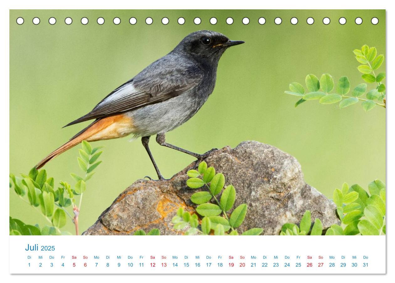 Bild: 9783435458363 | Singvögel - 12 Arten im Garten (Tischkalender 2025 DIN A5 quer),...