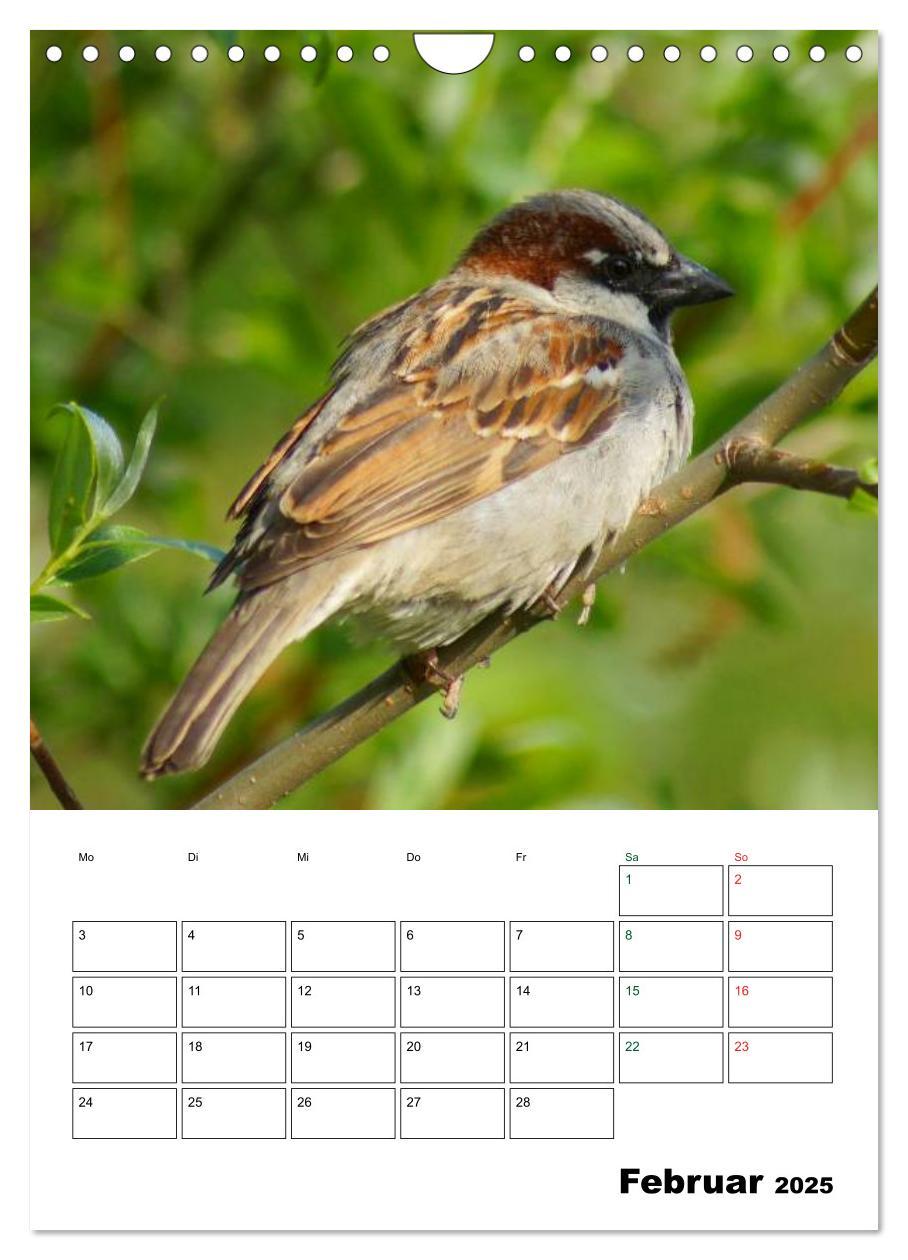 Bild: 9783457086025 | Heimische Singvögel (Wandkalender 2025 DIN A4 hoch), CALVENDO...