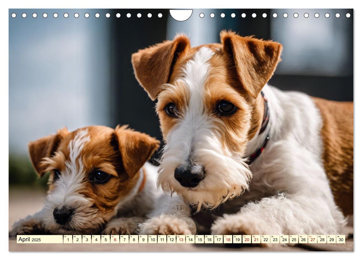 Bild: 9783435690367 | Drahthaar-Foxterrier (Wandkalender 2025 DIN A4 quer), CALVENDO...