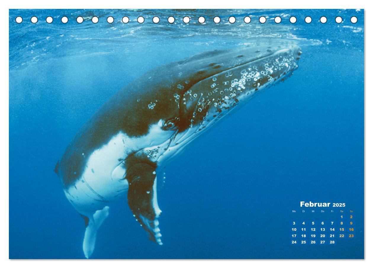 Bild: 9783383776854 | Buckelwale: Aus den blauen Tiefen der Ozeane (Tischkalender 2025...