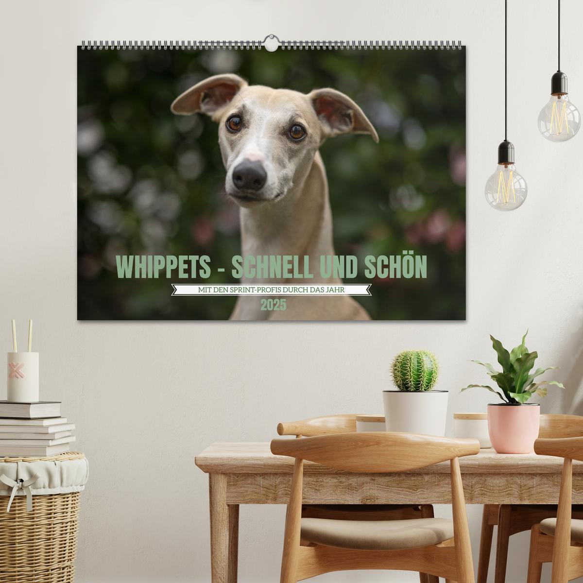 Bild: 9783383973673 | WHIPPETS - SCHNELL UND SCHÖN (Wandkalender 2025 DIN A2 quer),...