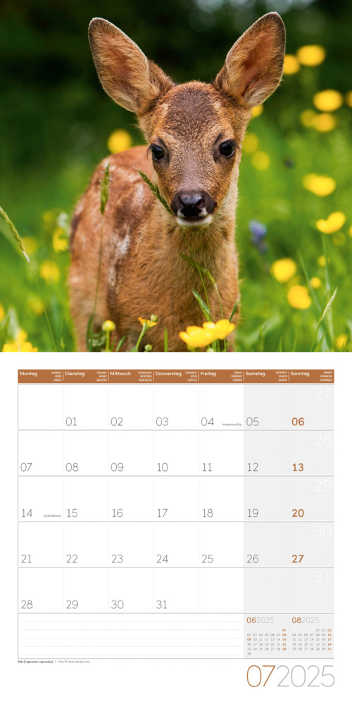 Bild: 9783838445267 | Heimische Wildtiere Kalender 2025 - 30x30 | Ackermann Kunstverlag