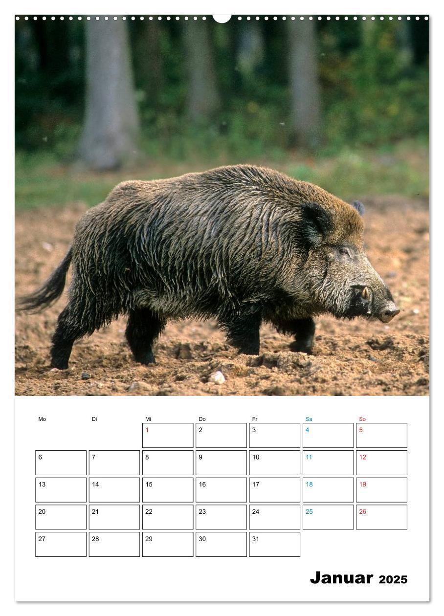 Bild: 9783457077382 | Schweine 2025 (Wandkalender 2025 DIN A2 hoch), CALVENDO Monatskalender