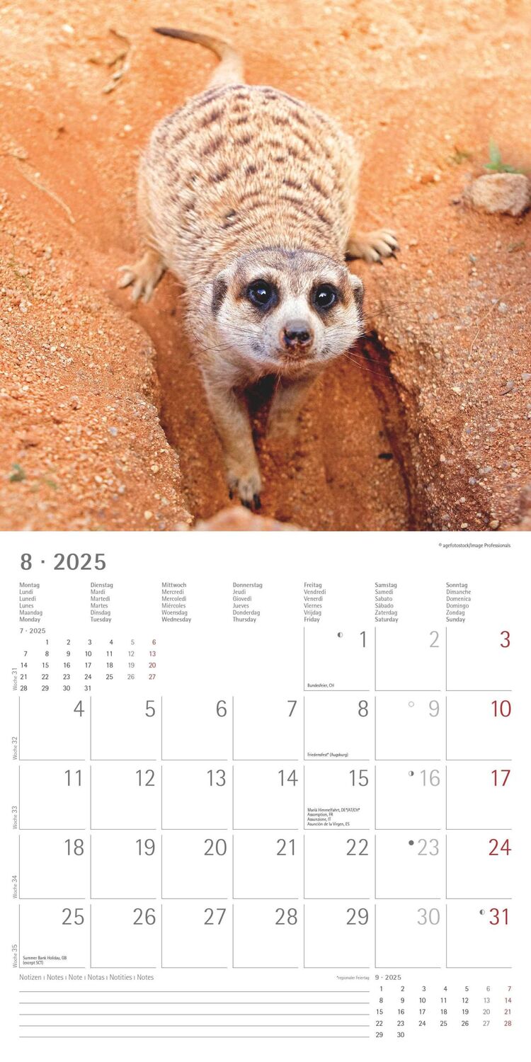 Bild: 4251732340742 | Erdmännchen 2025 - Broschürenkalender 30x30 cm (30x60 geöffnet) -...