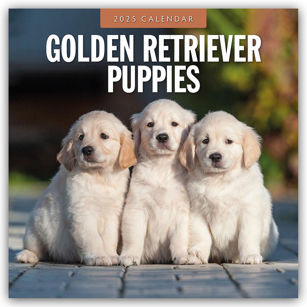 Cover: 9781804424698 | Golden Retriever Puppies 2025 Square Wall Calendar | Red Robin | Buch