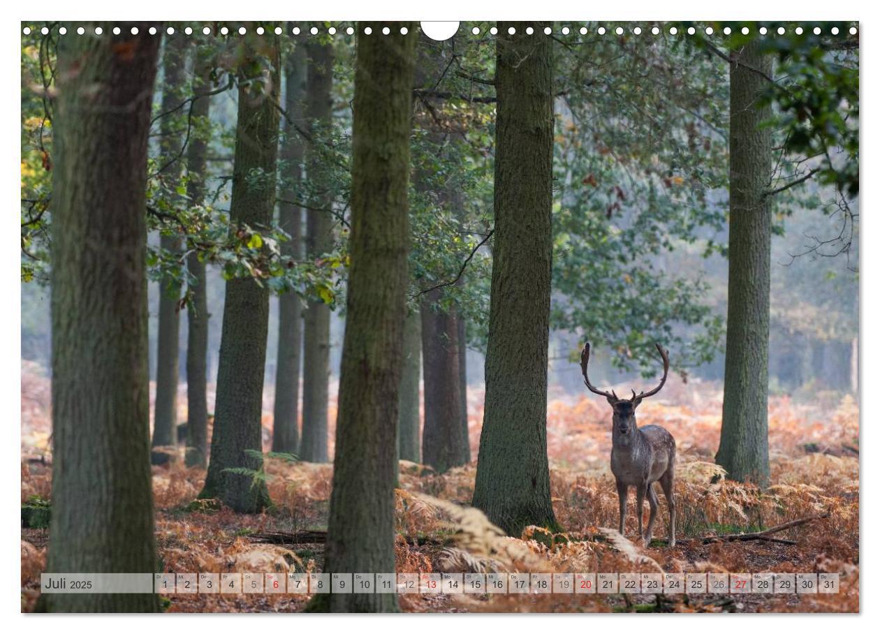 Bild: 9783435617159 | Emotionale Momente: Das Damwild. (Wandkalender 2025 DIN A3 quer),...