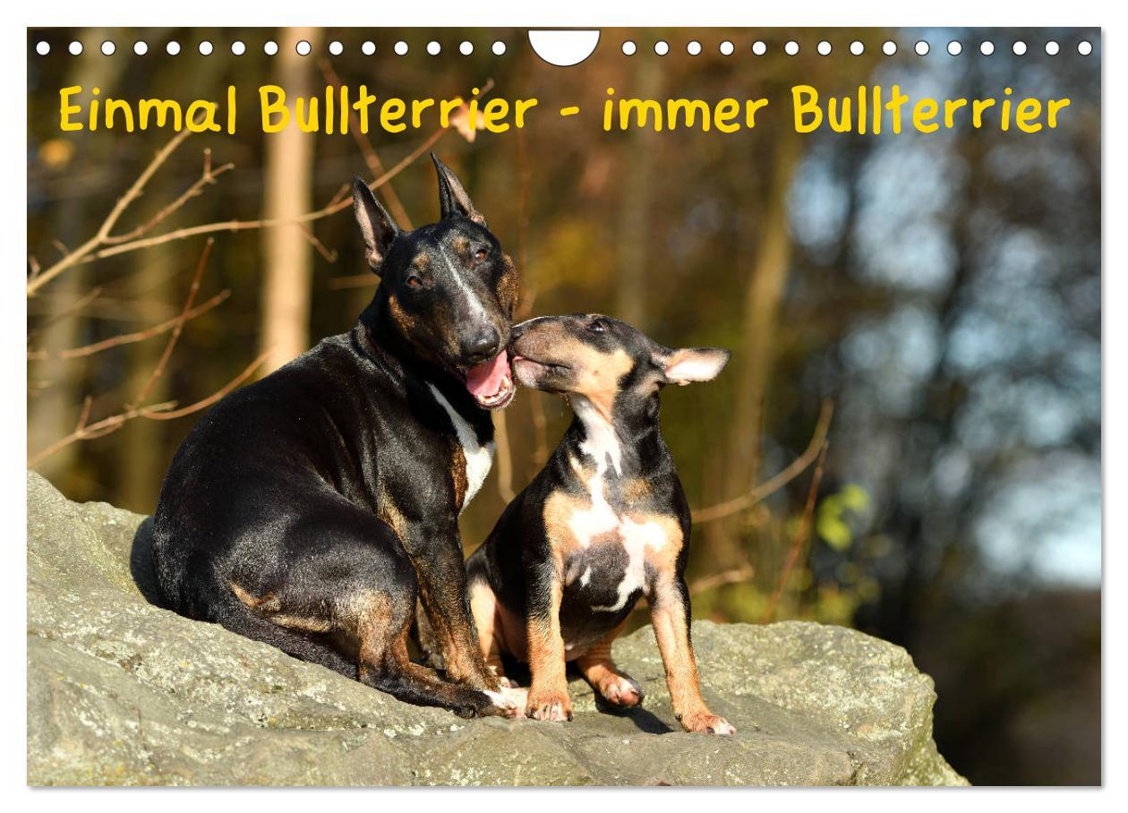 Cover: 9783435314577 | Einmal Bullterrier - immer Bullterrier (Wandkalender 2025 DIN A4...